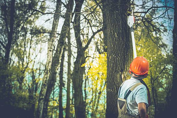 How Our Tree Care Process Works  in  Berry College, GA
